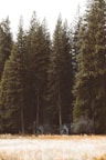Several small cabins are nestled among tall evergreen trees with a field of dry grass in the foreground. The trees loom high, creating a natural canopy over the cabins. The image conveys a sense of solitude and peaceful retreat in a forest setting.