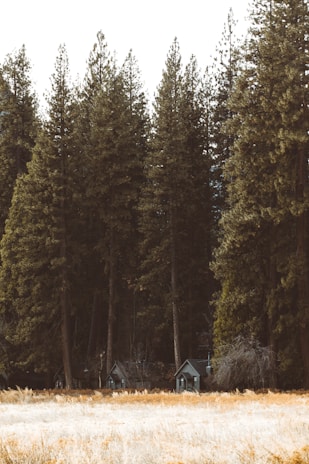 Several small cabins are nestled among tall evergreen trees with a field of dry grass in the foreground. The trees loom high, creating a natural canopy over the cabins. The image conveys a sense of solitude and peaceful retreat in a forest setting.