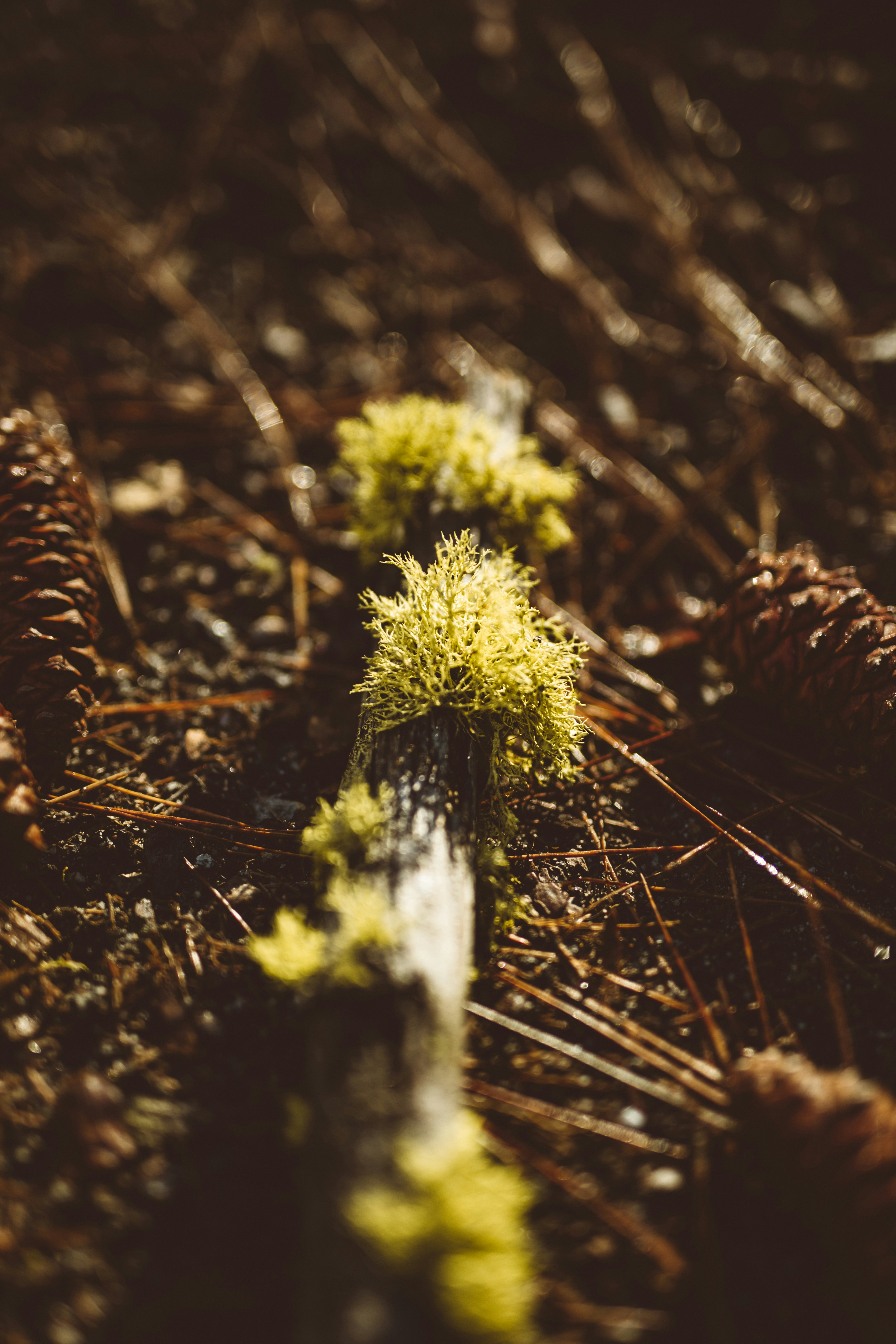 Photo by nate_dumlao