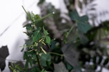 A cluster of green leafy plants with long stems and broad, pointed leaves. The leaves appear lush and vibrant, with some stems showing signs of recent trimming. The background is blurred, highlighting the foreground foliage.