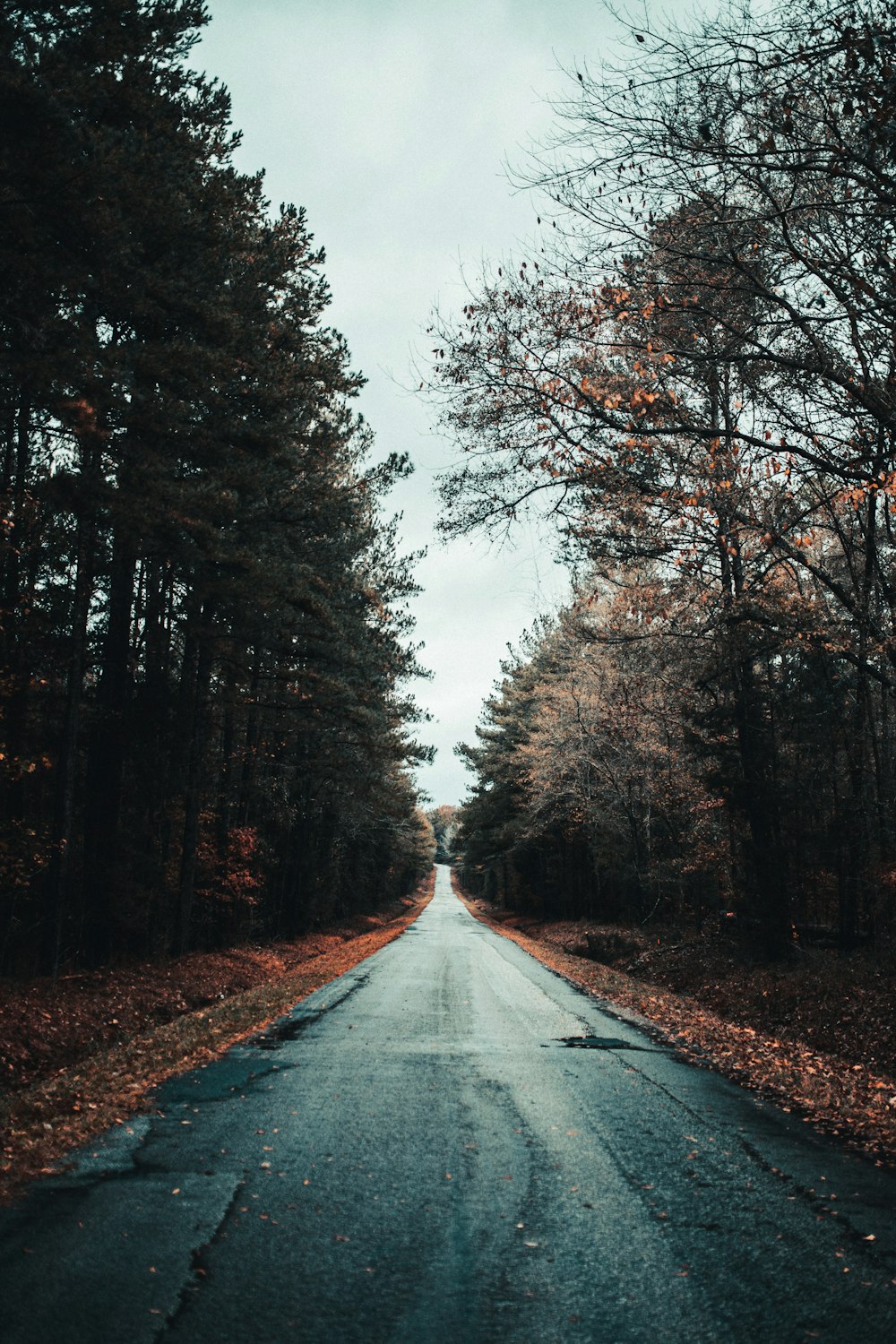 strada vuota tra gli alberi