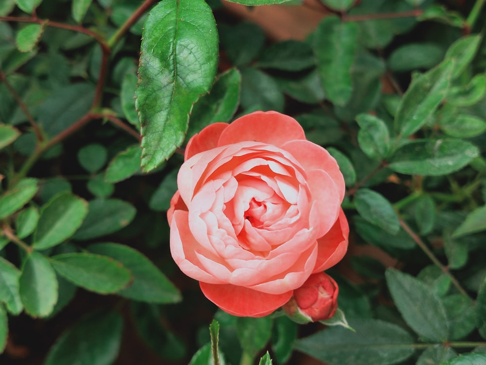 red rose display