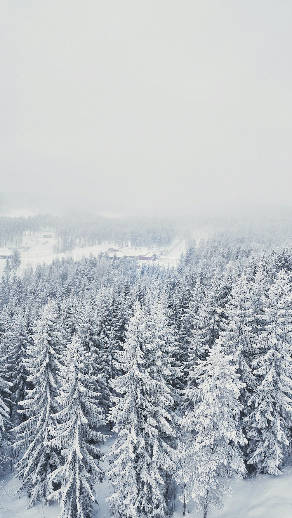 trees covered by snow