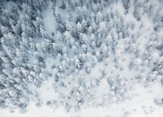 aerial photo of snow covered tree lot