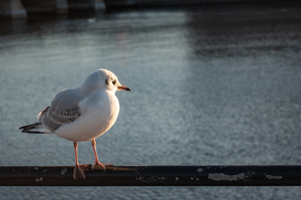 white bird on selective focus photography