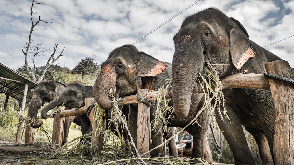 four black elephants eating