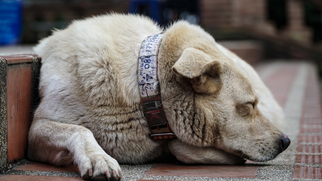 adult white short-coated dog lying on floor