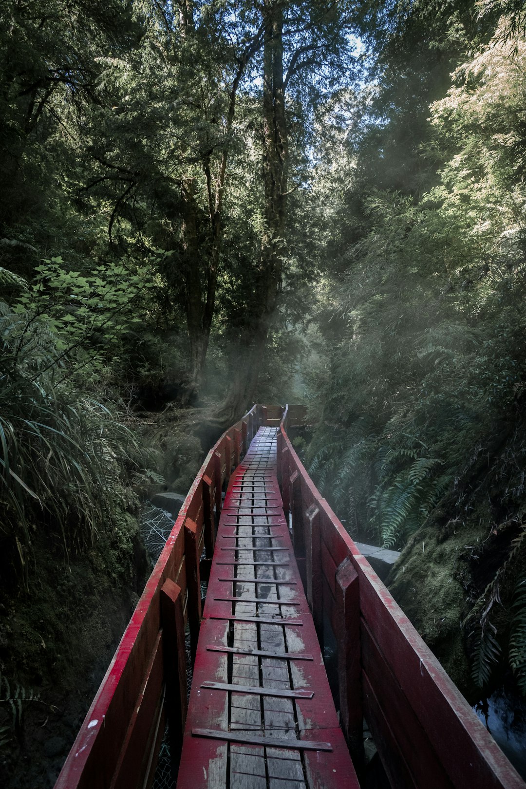 red pathway between trees during daytime