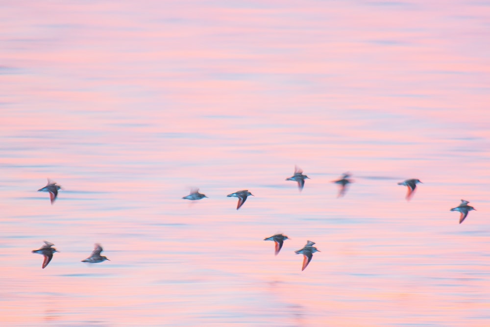 flock of birds above body of water