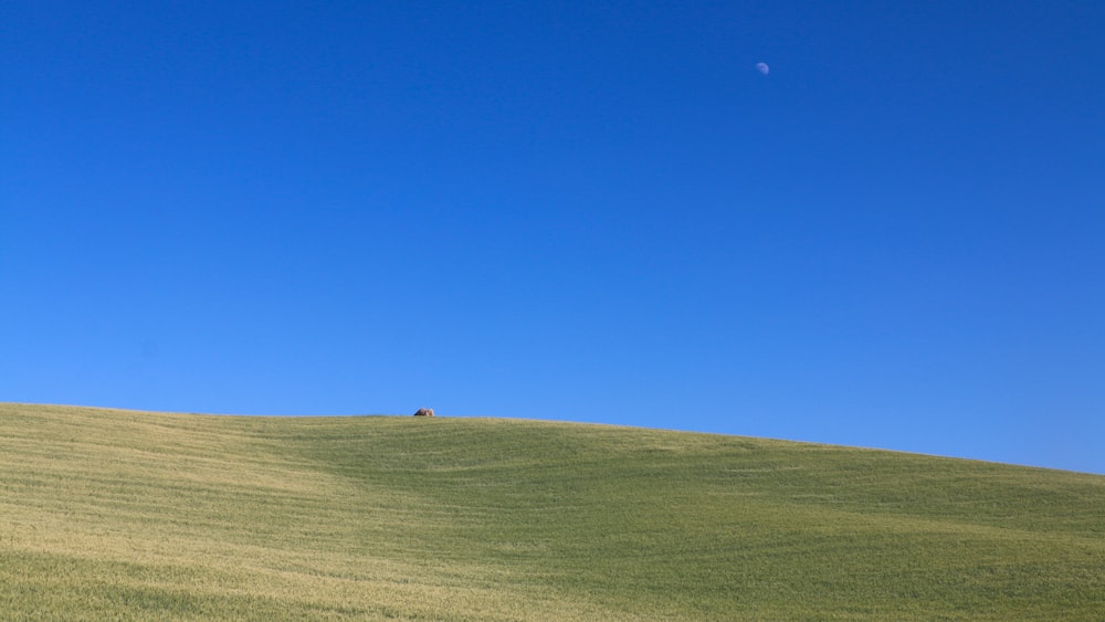 a lone tree on a grassy hill under a blue sky