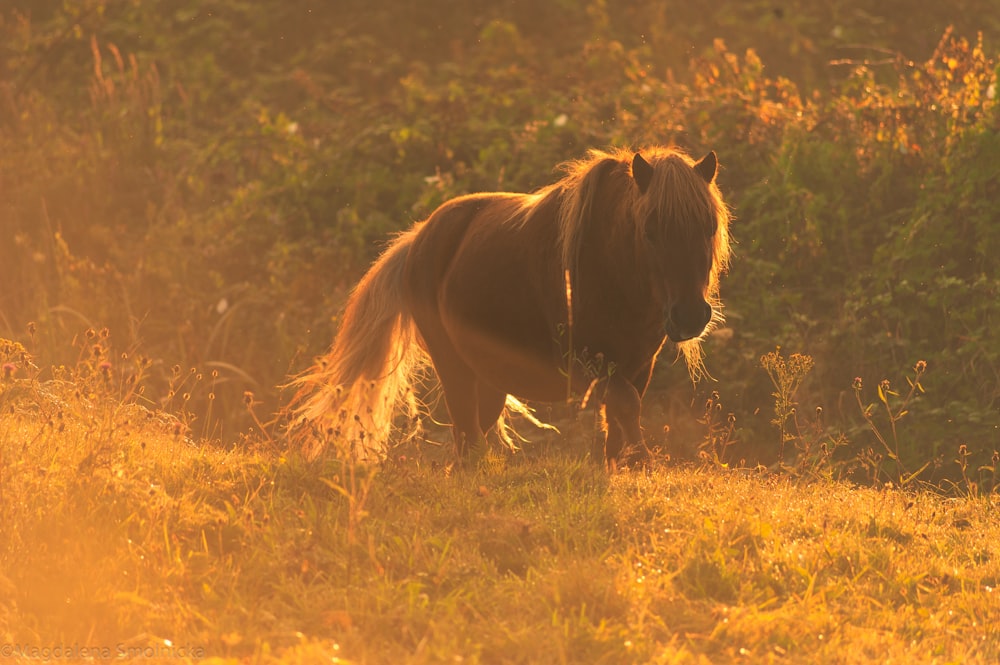 brown horse on field