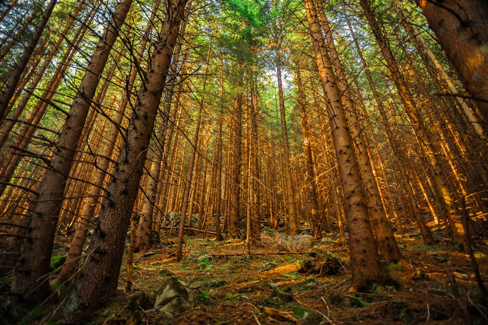 green leafed trees in forest during daytime