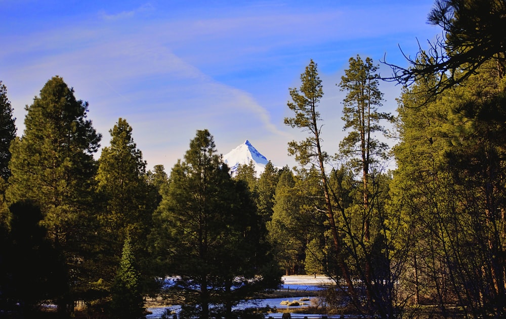 green leafed trees below snow-covered mountain during daytime