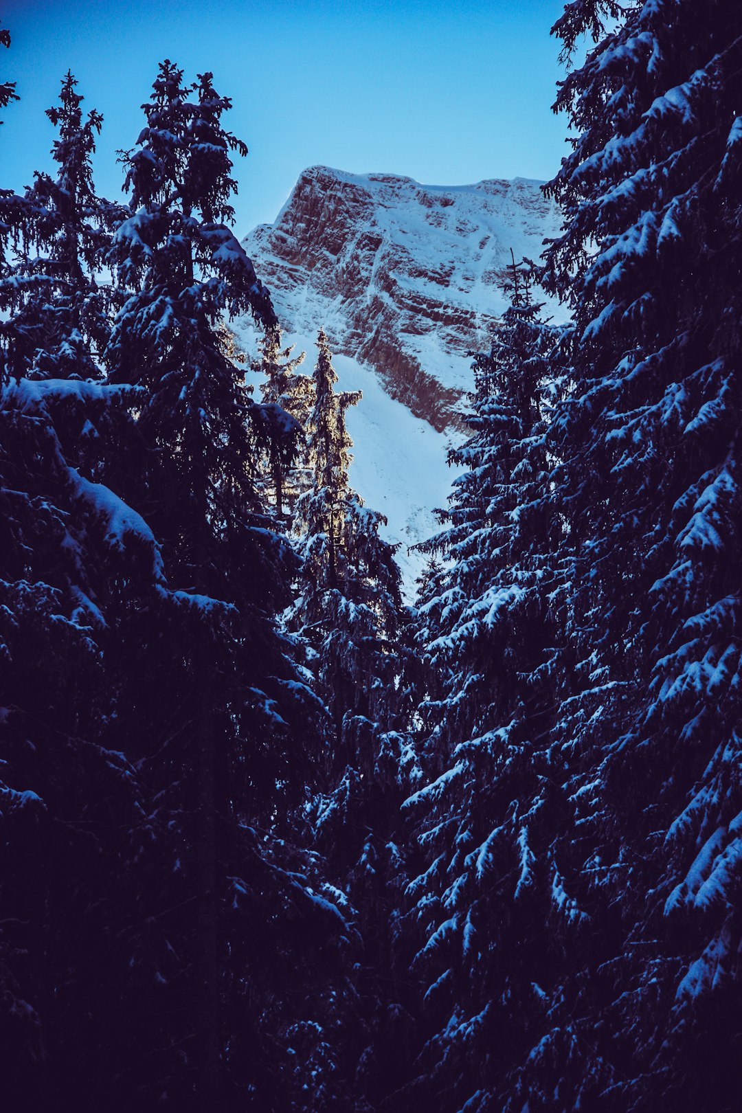 pine trees front of ice-capped mountain