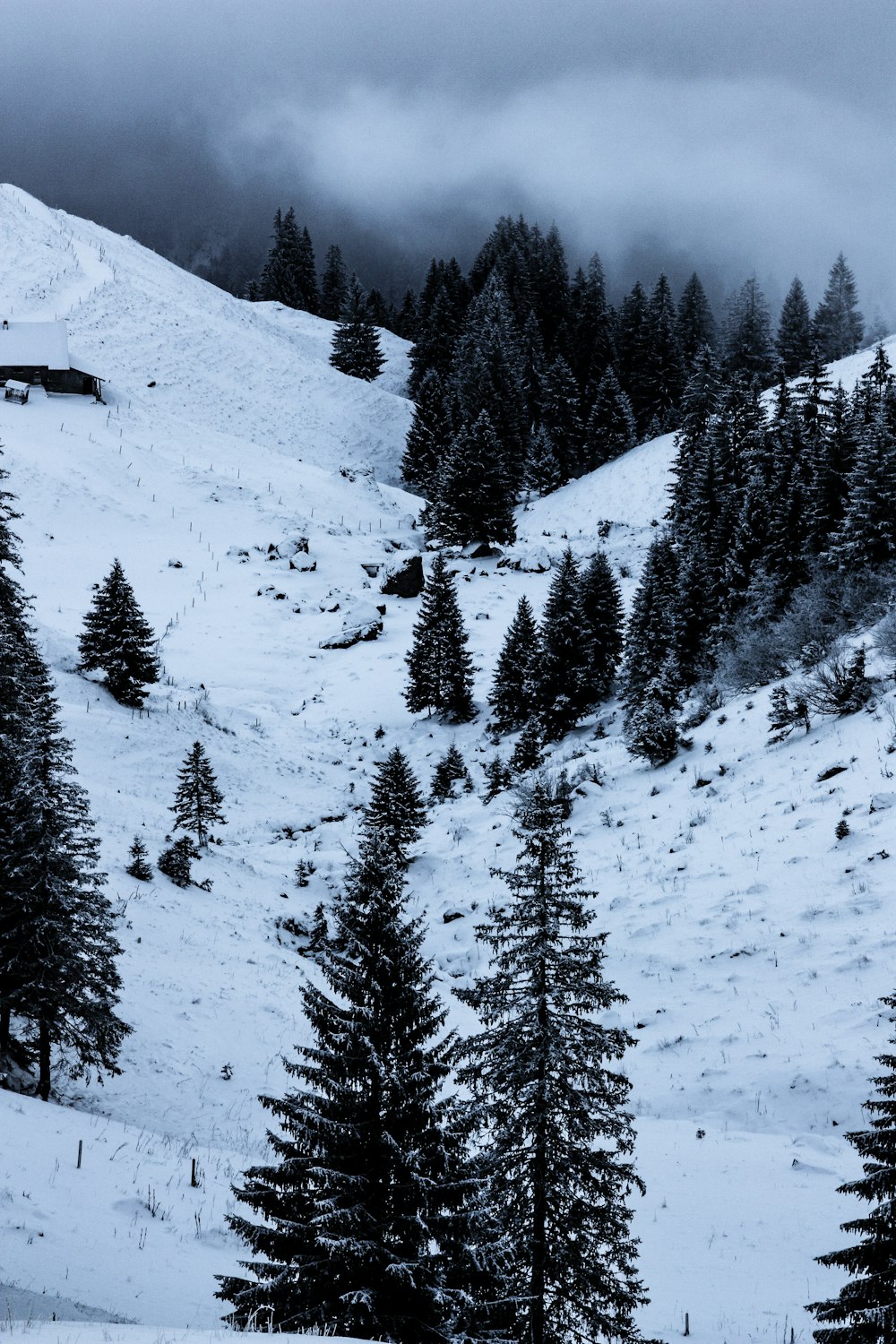 pine trees surrounded by snow