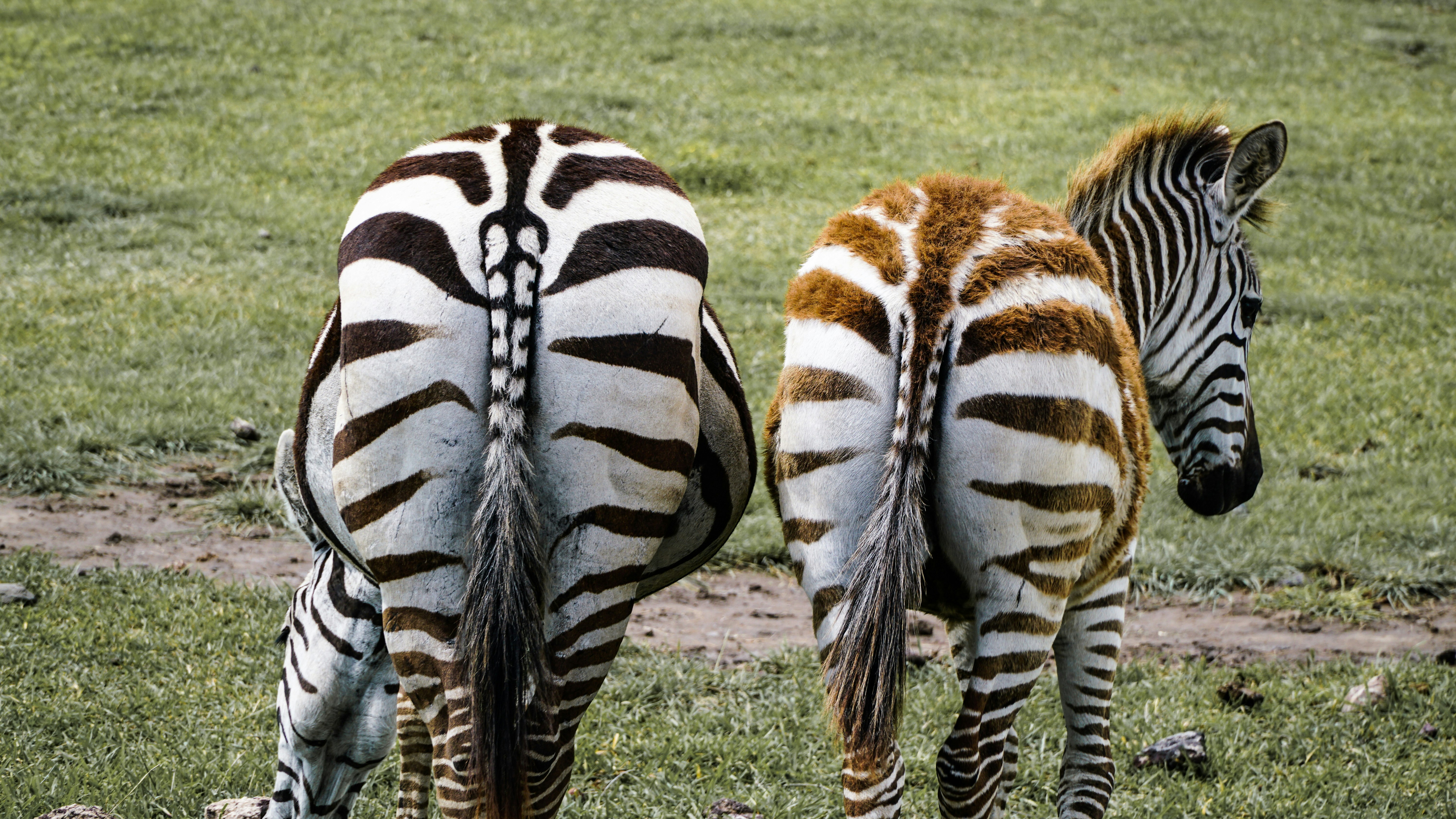 two zebra on grass field during daytime