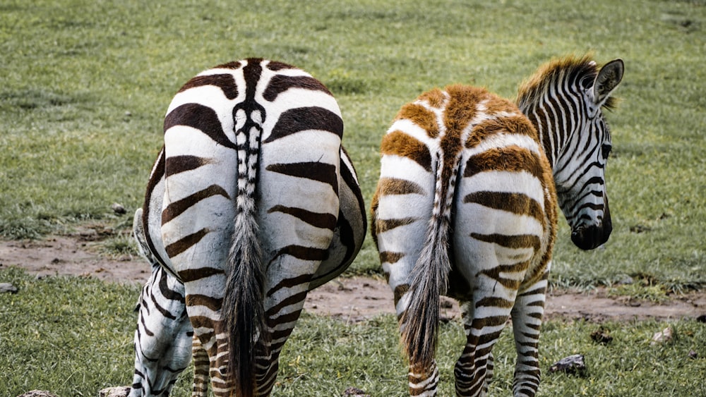 two zebra on grass field during daytime