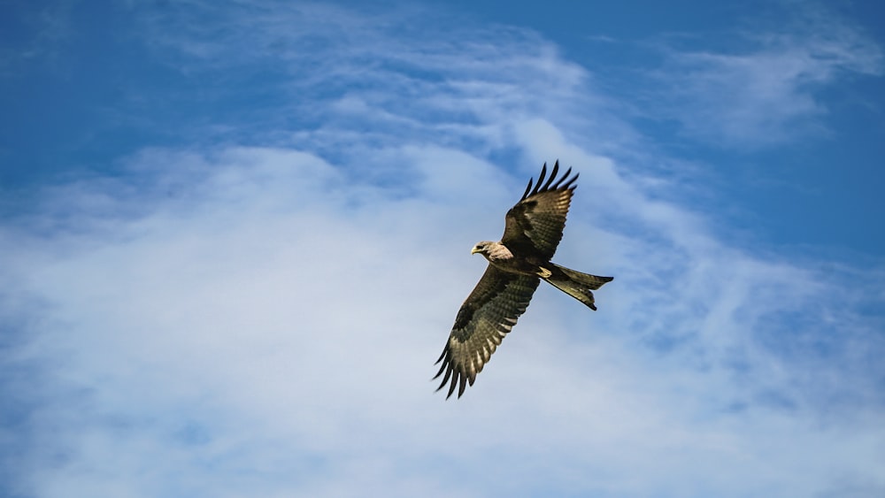 bald eagle flying under cloudy sky