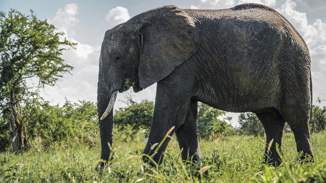 gray elephant standing on grass field during daytime