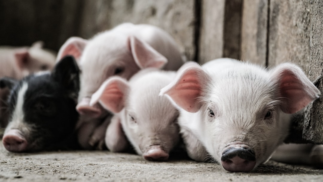 A local pig farm, coined the Mangi Project, raises funds for a local family and neighbors to put their children into better schools. These piglets are only a week old and will grow to be 300-400 pounds in weight when full grown. They will be sold in local markets for breeding purposes or as food for the villagers.