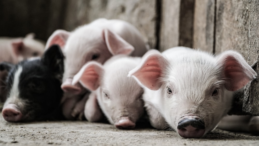 brown and black piglets lying on floor