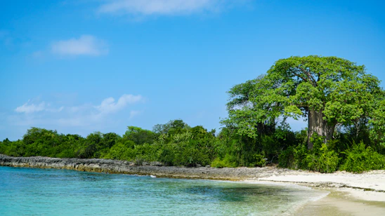 A serene African lagoon bordered by lush mangroves with local community members working together in harmony.