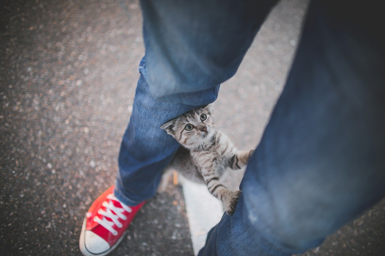 Sigma 30mm F1.4 EX DC HSM sample photo. Cat standing on his photography