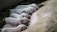 A group of piglets are nursing from their mother, lying close together on a concrete surface. The piglets are small, with light pink skin and are focused on feeding.