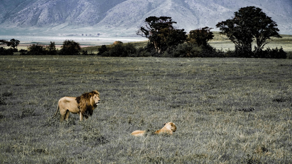 lion and lioness on field