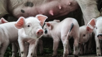 A group of piglets are gathered together, suckling from their mother. The setting appears to be a barn or farm environment. The piglets have smooth, pink skin and perky ears, while their environment suggests natural elements like grass or straw beneath them.