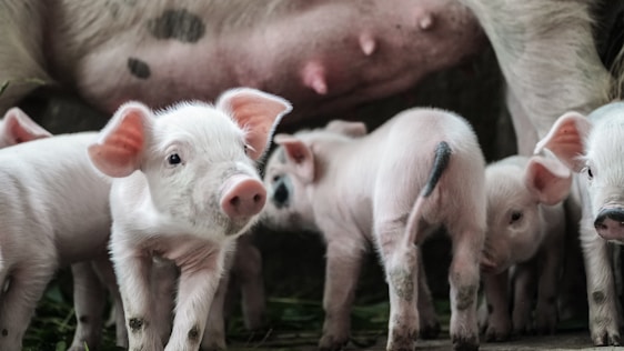 A group of piglets are gathered together, suckling from their mother. The setting appears to be a barn or farm environment. The piglets have smooth, pink skin and perky ears, while their environment suggests natural elements like grass or straw beneath them.