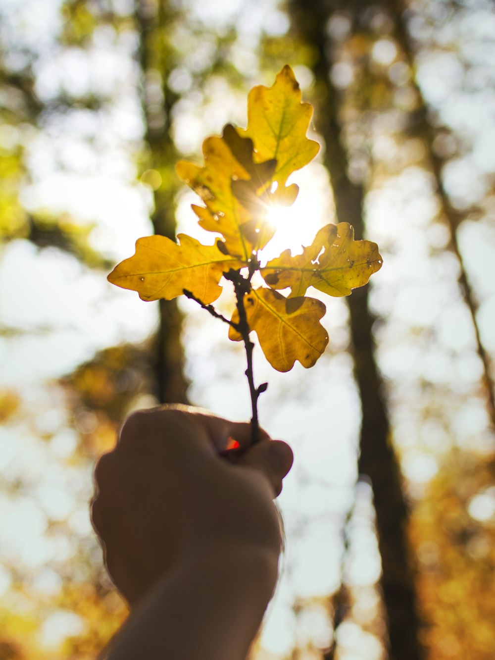 person holding yellow leaf