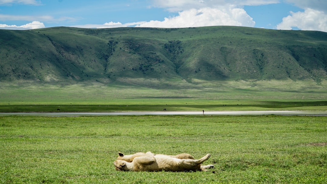 lioness laying on grass field during daytime