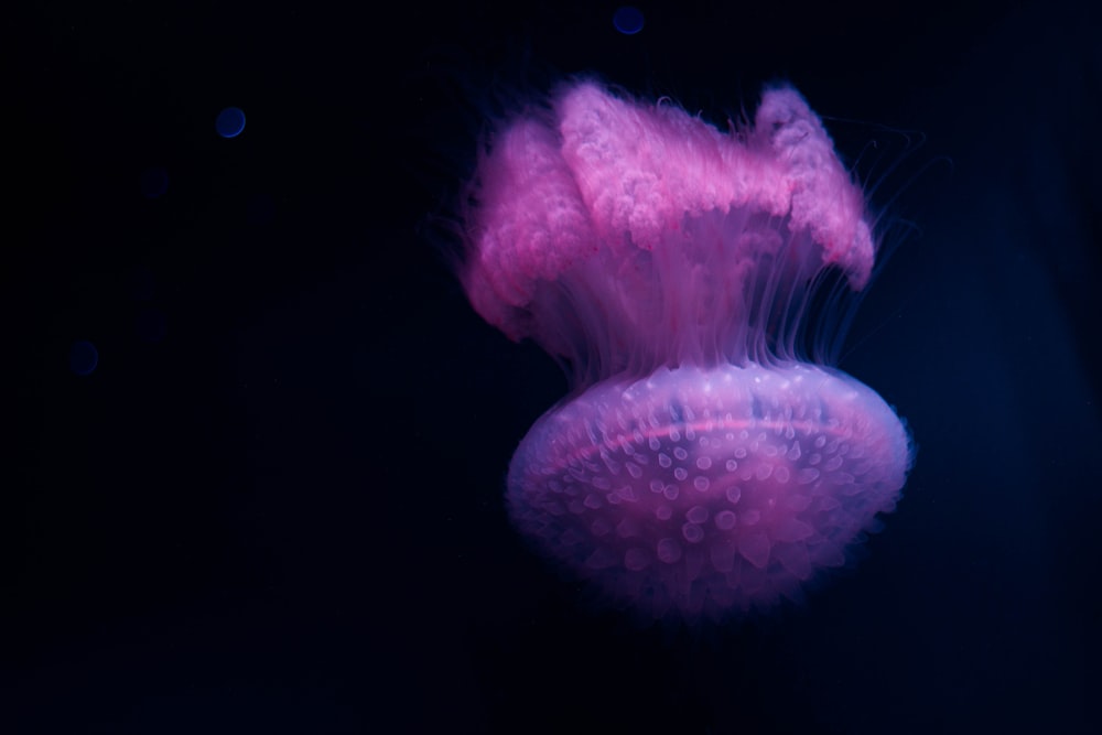 pink jelly fish