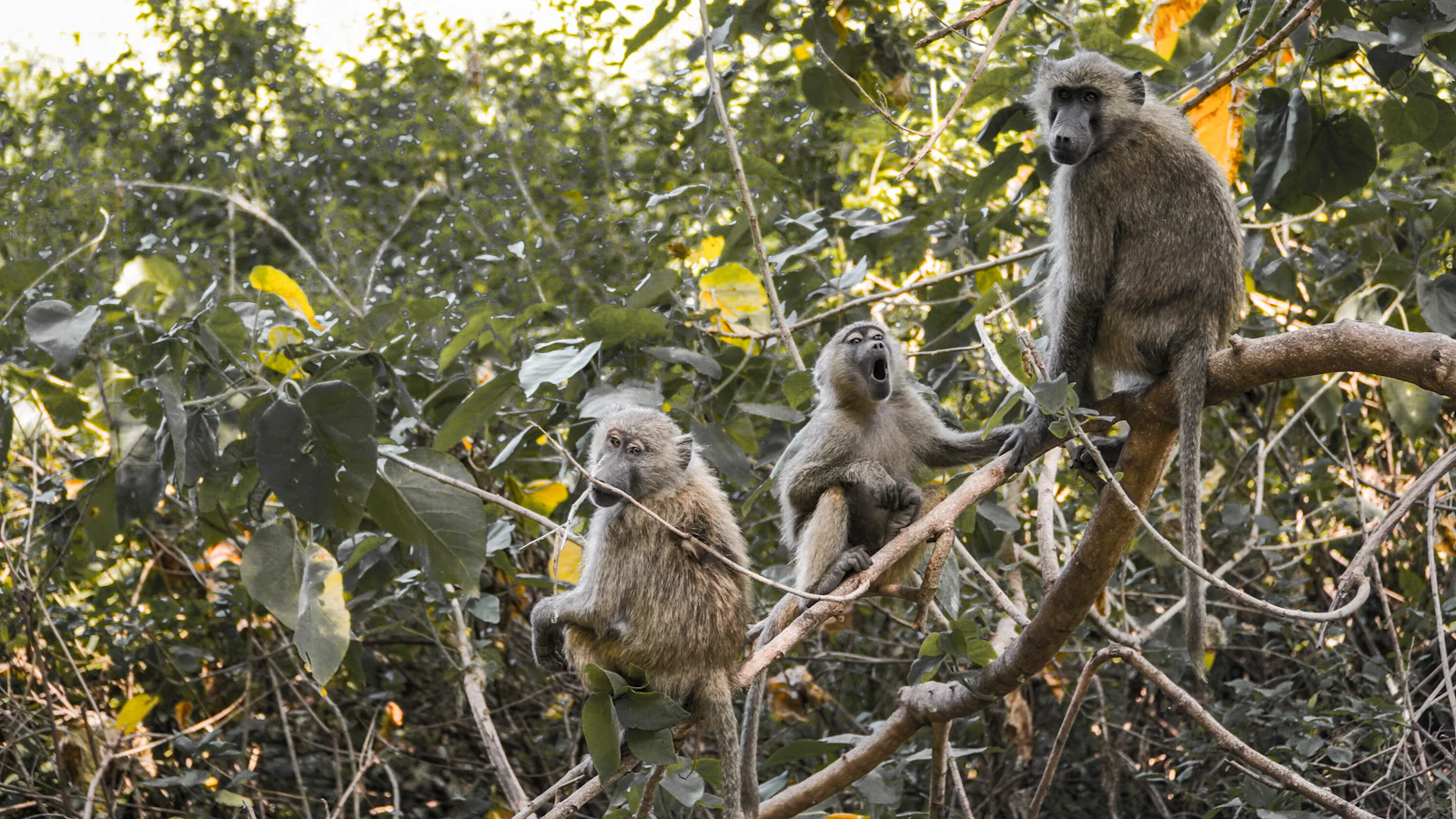 A primate perched in a tree