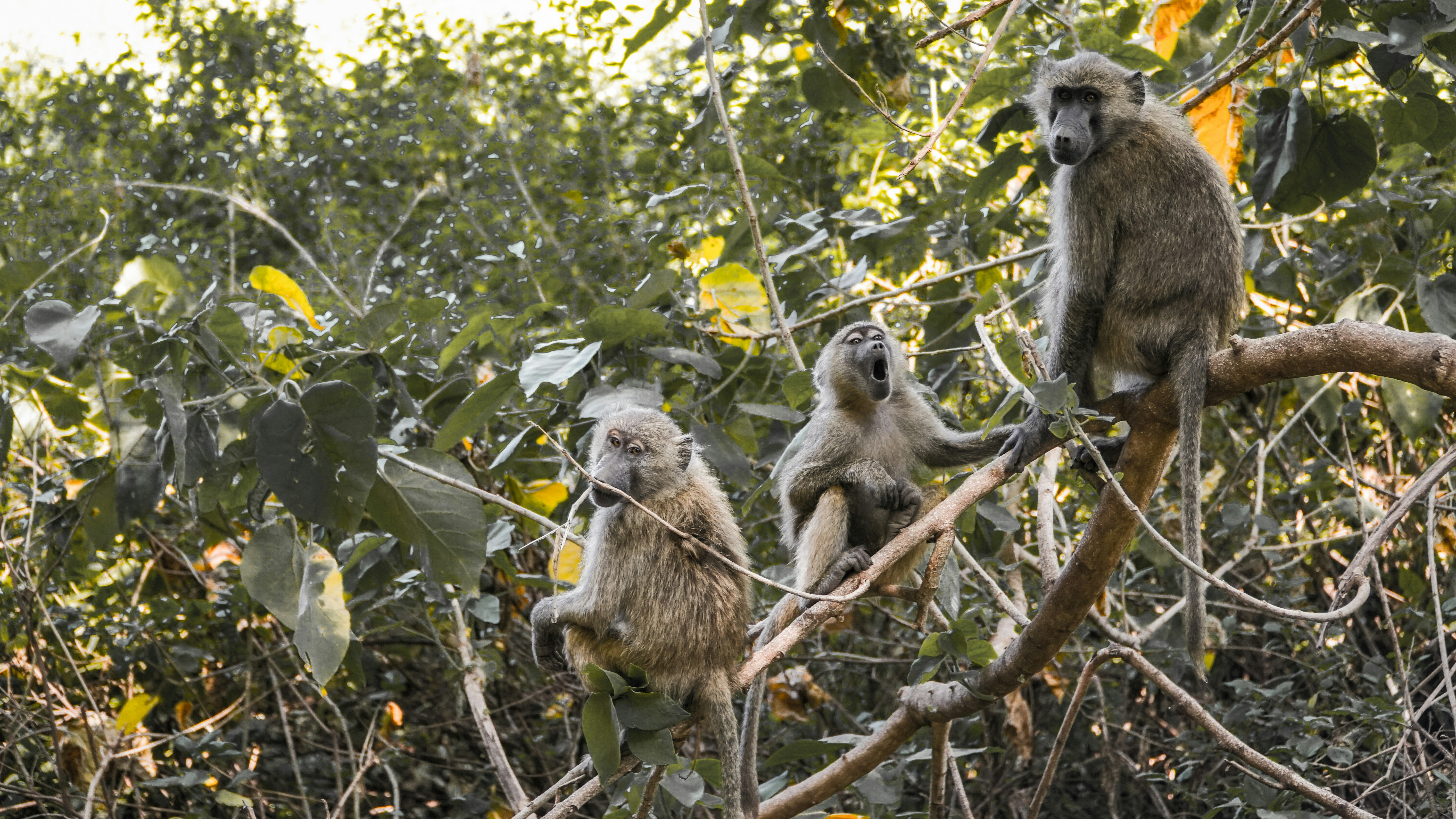 primate perching on tree