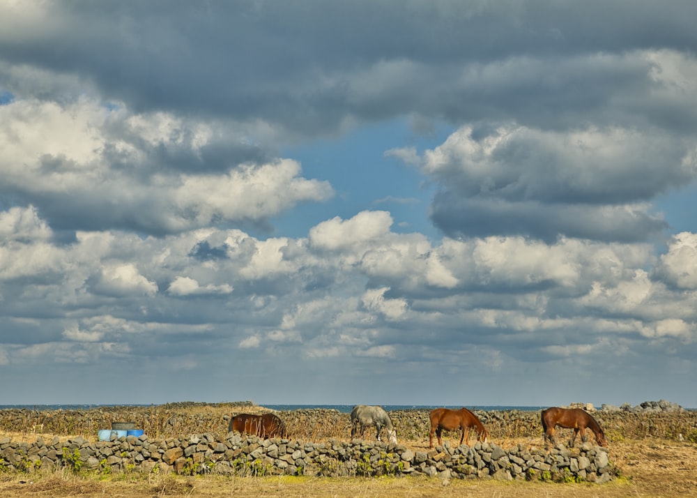horses standing near rock wall during cloudy day