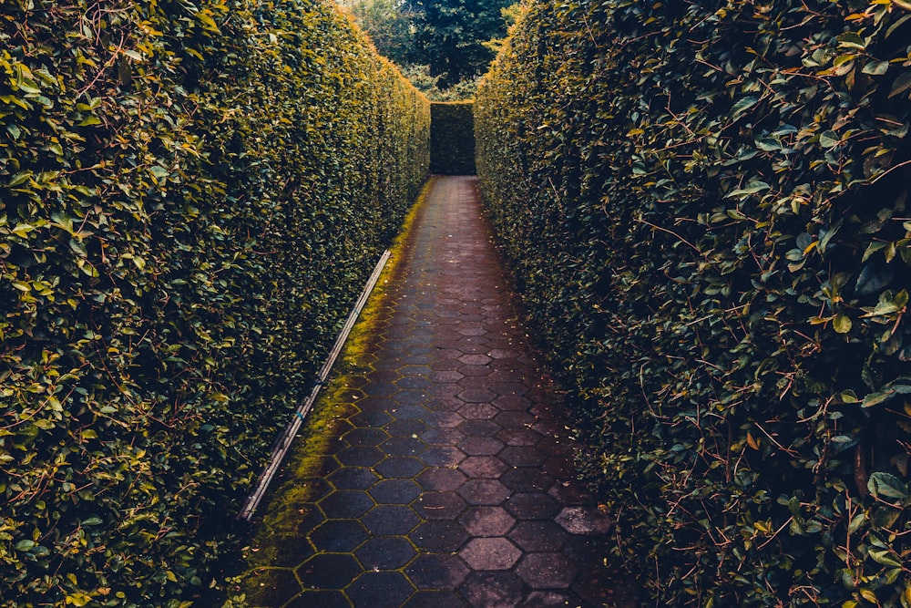 maze garden during daytime