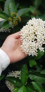 Hands tenderly holding a cluster of vanilla flowers in a sunlit Madagascan garden.