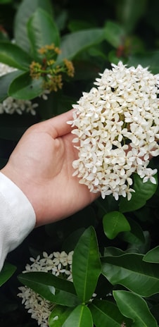 Hands tenderly holding a cluster of vanilla flowers in a sunlit Madagascan garden.
