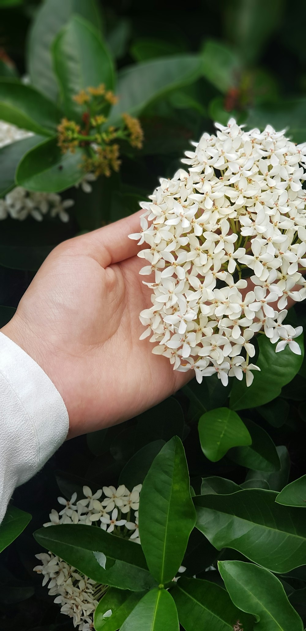 white Ixora flower