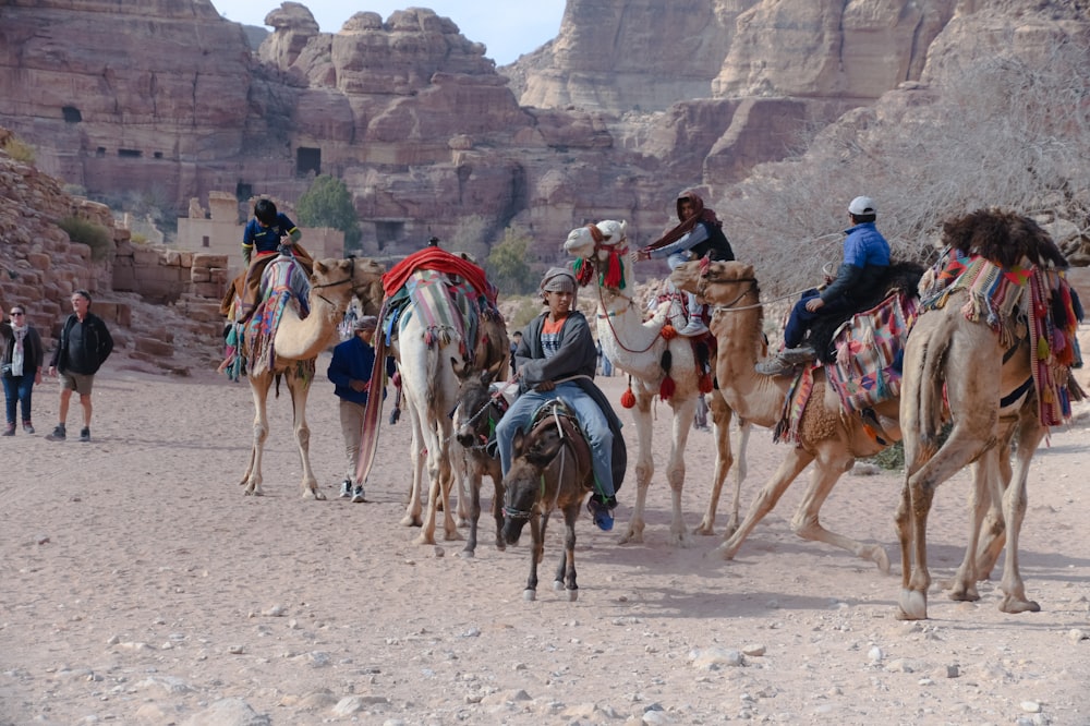 person riding camel during daytime