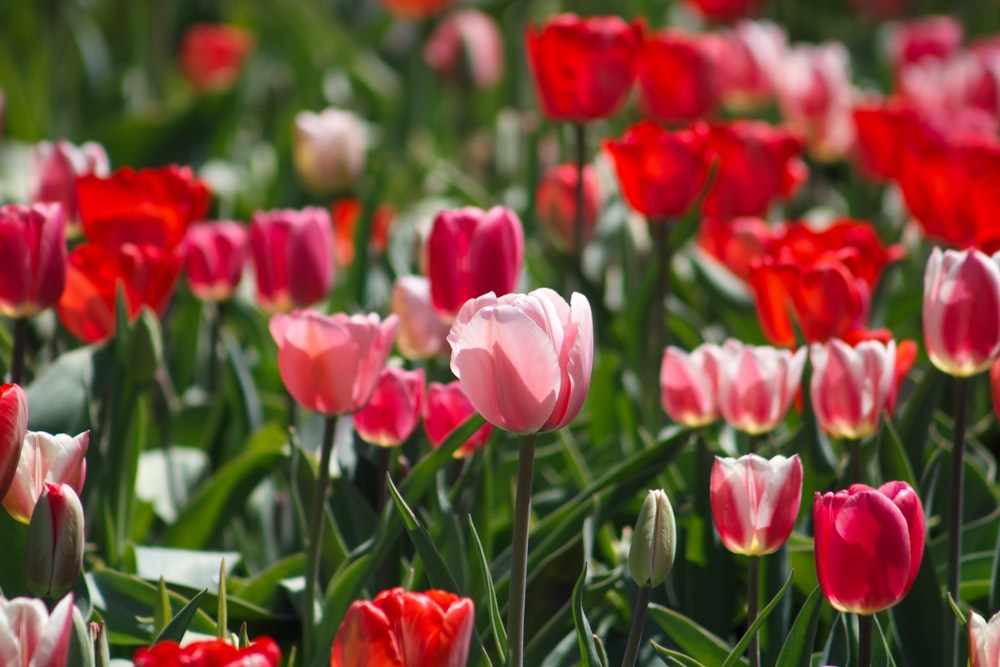 red and white tulip flowerfield during daytime