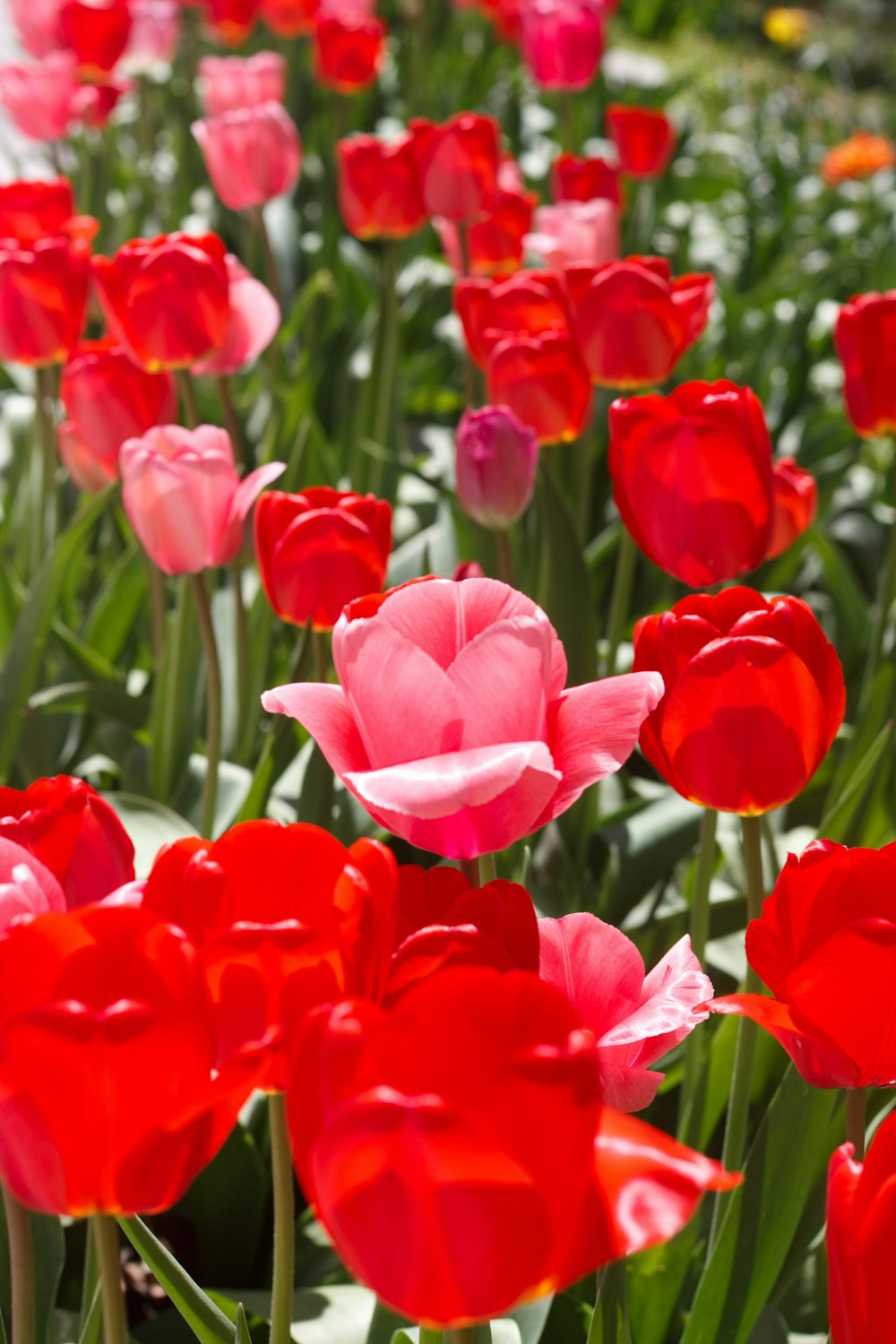 bed of red roses