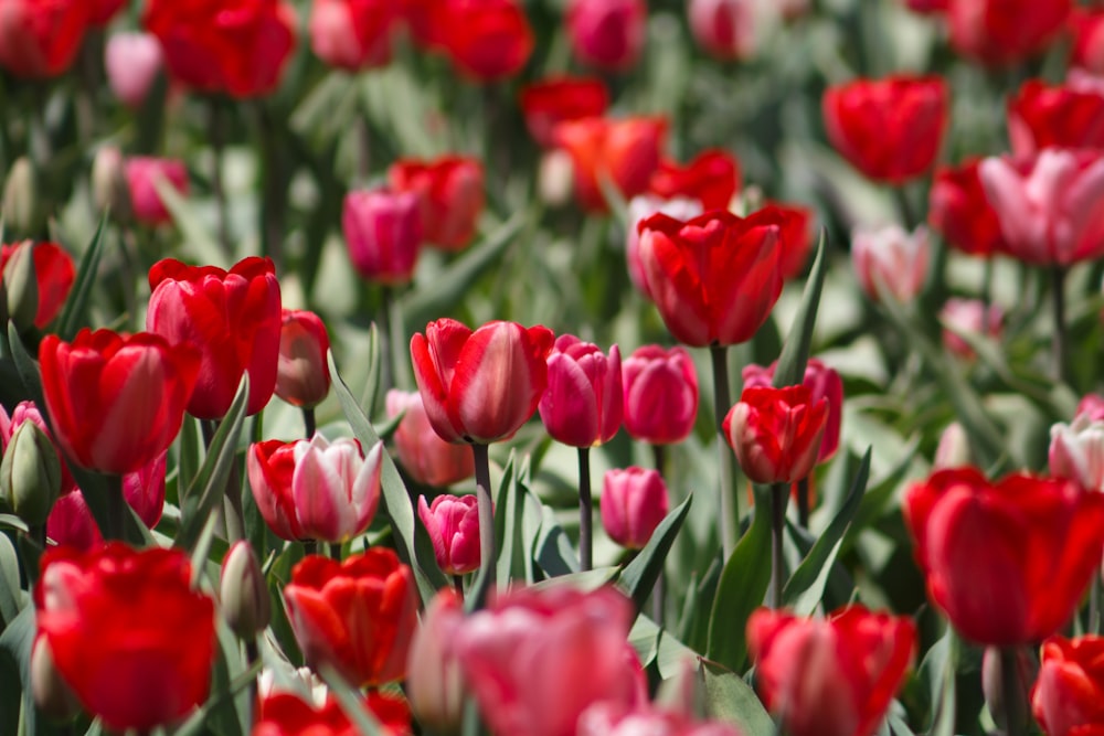 variety of tulips