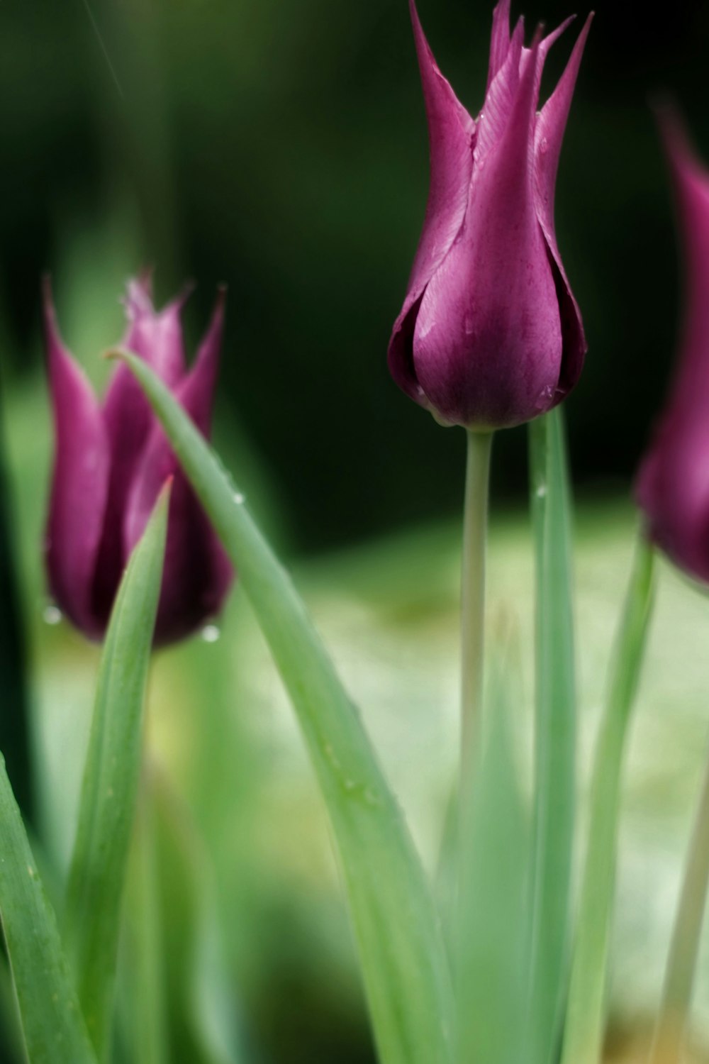 closed-photography of purple-petaled flower