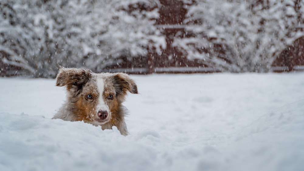 brown dog in the middle of snowy field