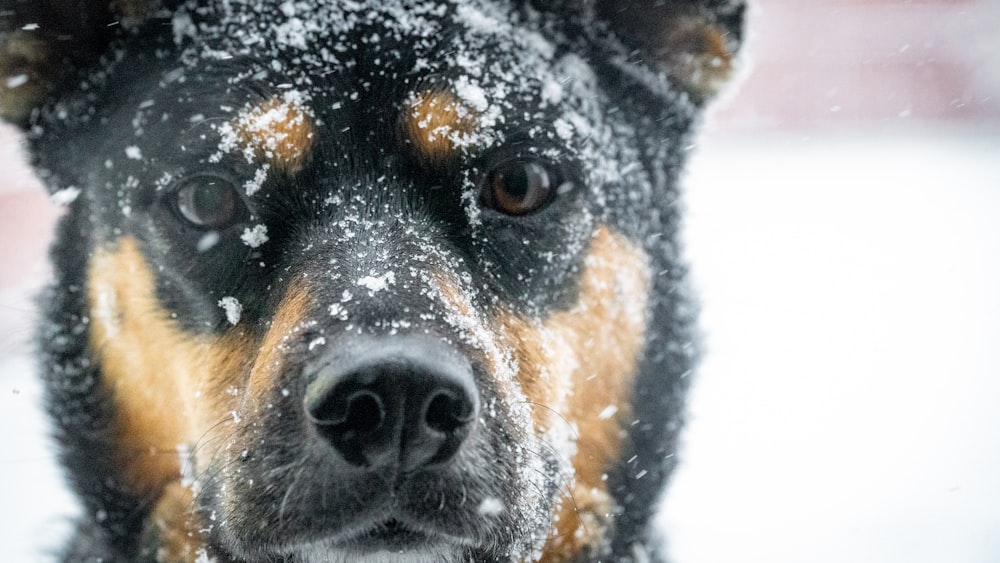 cão preto e marrom de pelo curto em solo coberto de neve durante o dia