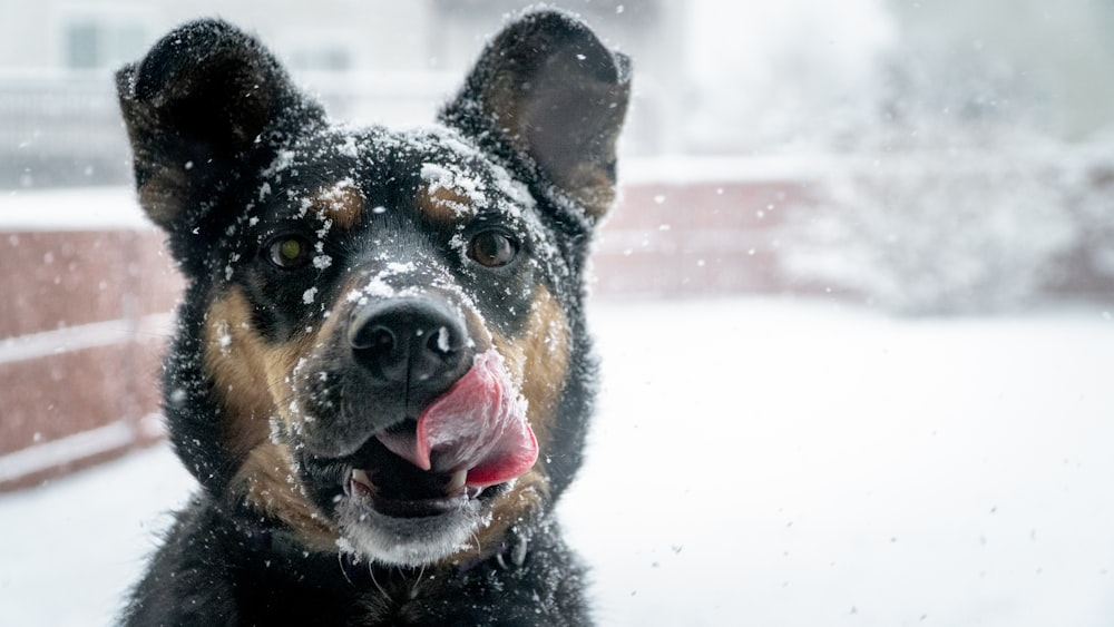 black and brown dog on white snow during daytime