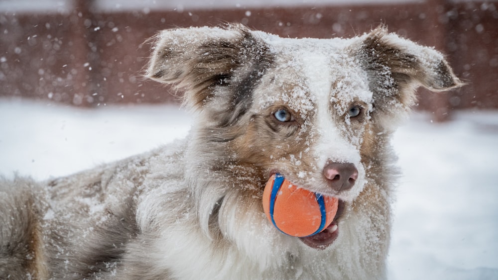 dog biting red ball under snow